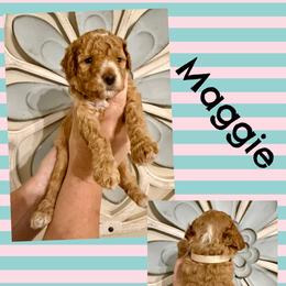 Maggie - Red  female Goldendoodle puppy in Chattanooga, Tennessee from Scenic City Doodles
