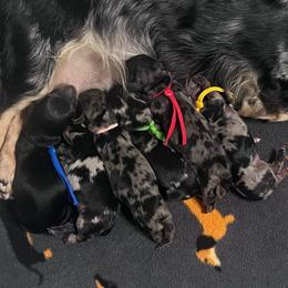 Boy 1 - Dapple male Dachshund puppy in Oakley, California from Delta Dachshunds