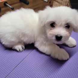 Betsy Ross - White female Coton de Tulear puppy in Middletown, Ohio from Carousel Cotons