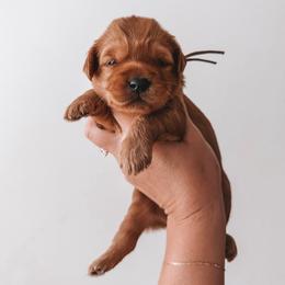 Maple (Cream) - Red  female Goldendoodle puppy in Beaverton, Oregon from Henry Elliots