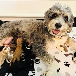 Bernedoodle puppies from Bluebonnet Bernedoodles of Southeast Texas