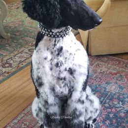 Poodle All Grown Up from Watts Poodles