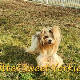 Jojo Brown - Yorkshire Terrier