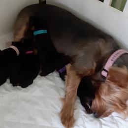 Yorkshire Terrier puppies from Rhondas yorkies