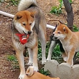 Shiba Inu from SoCal ShibaInu
