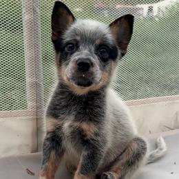 Sweet Pea - Blue mottled female Australian Cattle Dog puppy in Seneca, Missouri from MO Morningstar Heelers