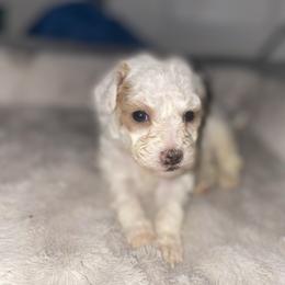 Stormy - Parti male Goldendoodle puppy in Cumberland, Rhode Island from minigoldendoodlesofRI