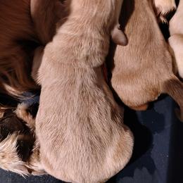 Orange collar - girl - Golden female Golden Retriever puppy in Bethel, Ohio from Agnes' Golden Retrievers