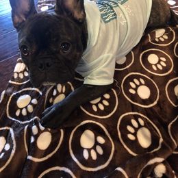 French Bulldog Puppies from Excuse My Frenchies