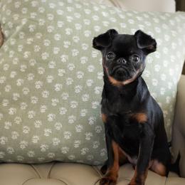 Brussels Griffon puppies from Oltann Griffons