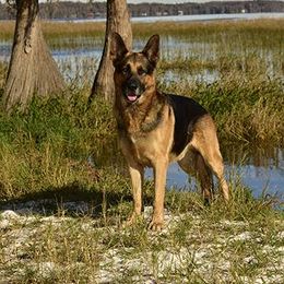 German Shepherd All Grown Up from The Lord's Shepherds