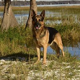 German Shepherd All Grown Up from The Lord's Shepherds