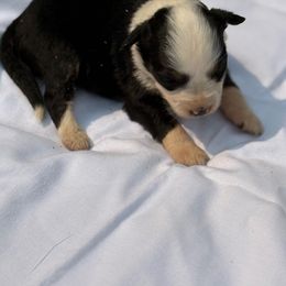 Black tri girl 2 - Black tri female Miniature Australian Shepherd puppy in Muscadine, Alabama from B&M Miniature Australian Shepherds