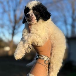 Stuffing - Parti male Poodle puppy in Greeneville, Tennessee from Smokey Mountain Sheepadoodles