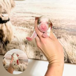 Chocolate Merle Tri - Merle female Australian Labradoodle puppy in Wamego, Kansas from Doodles of Oz