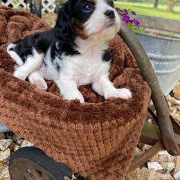 Cavalier King Charles Spaniel Puppies from Stephanie Steward's Cavalier King Charles Spaniels