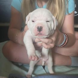 Tori - White female American Bulldog puppy in Abita Springs, Louisiana from Slumski's Bulldogs