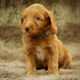 Hans - Caramel red male Australian Labradoodle puppy in Stanwood, Washington from Victoria Creek Australian Labradoodles