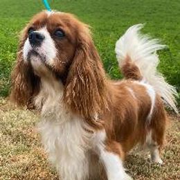 Harry - Cavalier King Charles Spaniel