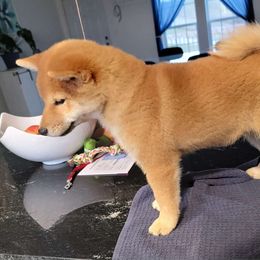 Sake - Red Shiba Inu puppy in Ohio from Anteiku Shiba Inu