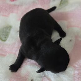 Black Female - Black female Pug puppy in Pinson, Alabama from Circus Pugs & Frenchies