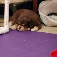 Finnish Lapphund Puppies from Tulikettu Kennel