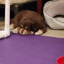Finnish Lapphund Puppies from Tulikettu Kennel