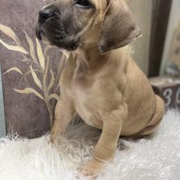 Dachshund and Great Dane Puppies from Ballistic Danes & Dachshunds