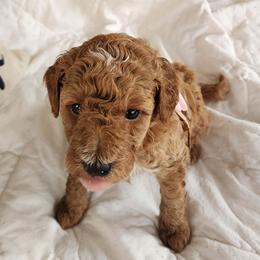 Sweetie - Red  female Goldendoodle puppy in Augusta, Georgia from Ivey's Poodles & Doodles