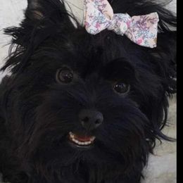 Rayn - Yorkshire Terrier