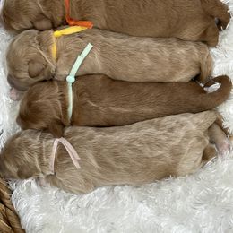 Bernedoodle and Goldendoodle Puppies from Draper Doodles