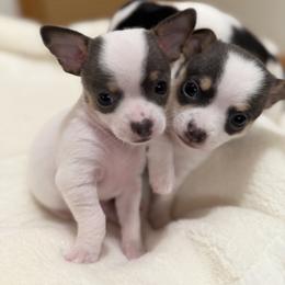 Danny - Black and white male Chihuahua puppy in Amity, Pennsylvania from Rhoda and Verna