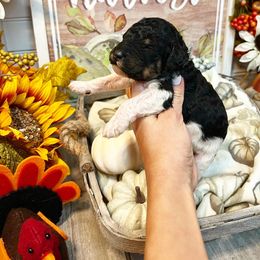 Poodle Puppies from Spanish Flower Standard Poodles