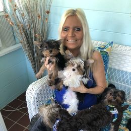 Yorkshire Terrier Puppies from Jackie Jenny’s Precious Yorkies