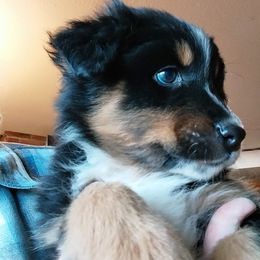 Squire - Black tri-color male Australian Shepherd puppy in Cherry Grove, Oregon from TLC Dream and Pureland Australian Shepherds