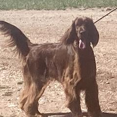 Irish Setter Puppies from Maxwell Irish Setters