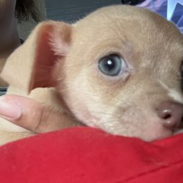 Akita and Chihuahua Puppies from Robinson Rare Chihuahuas & Robinson AKC Akita's