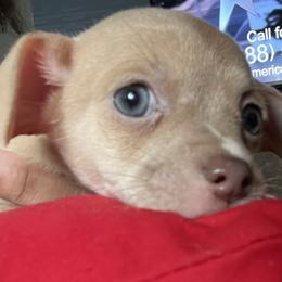 Akita and Chihuahua Puppies from Robinson Rare Chihuahuas & Robinson AKC Akita's