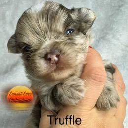 Chihuahua Puppies from Sunset Eves Chihuahuas