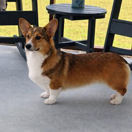 Olive - Pembroke Welsh Corgi