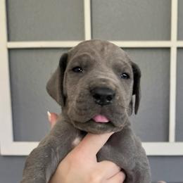 Elijah - Blue male Great Dane puppy in Longview, Texas from Lazy A Danes