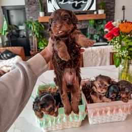 Bernedoodle, Cavapoo, Cavapoochon, Goldendoodle, Poodle, and Yorkipoo Puppies from Anchor Dogs