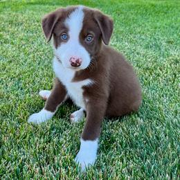 Boy 3 - Red male Border Collie puppy in Centerville, Washington from Forthright Farms