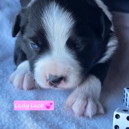 Lady Luck - Black tri female Miniature Australian Shepherd puppy in Powell Butte, Oregon from Willow Lane Ranch