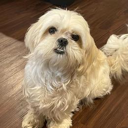 Everest - Shih Tzu