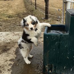 Australian Shepherd Puppies from NorthRidge Australian Shepherds