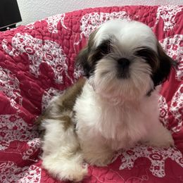 Big boy - Red and white male Shih Tzu puppy in Redmond, Oregon from Jazzie Shih Tzu
