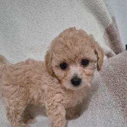 Mochi - female Maltipoo puppy in Corona, California from Poodle house CA