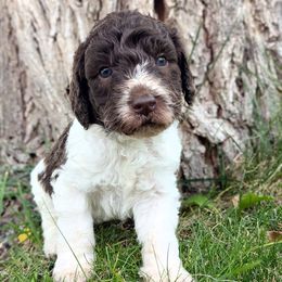 George - Chocolate male Labradoodle puppy in Snowflake, Arizona from Az Mountain Doodles