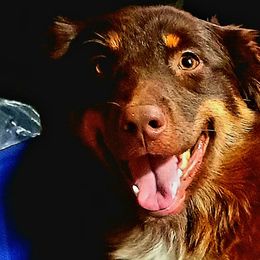 Mavis - Australian Shepherd